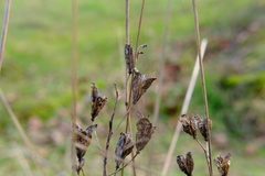 Camassia leichtlinii