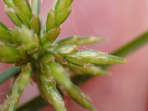 Image of Gray's Flatsedge by (c) W Rao, some rights reserved (CC BY)