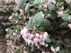 Arctostaphylos pajaroensis