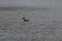 Podiceps cristatus australis