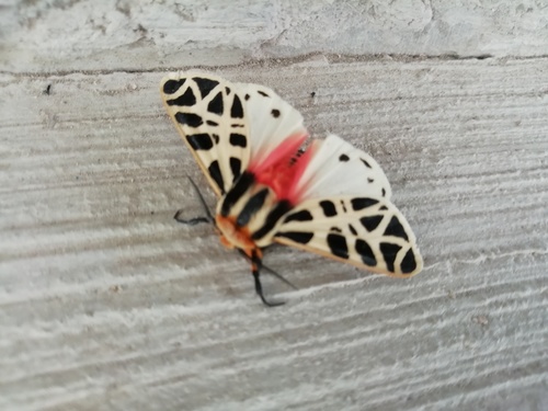 Mexican Tiger Moth