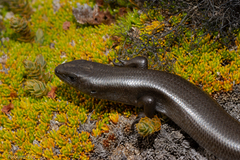 Oligosoma