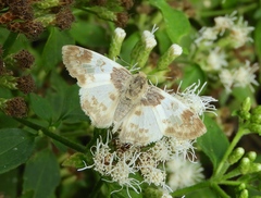 Polyctor cleta