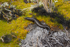 Oligosoma