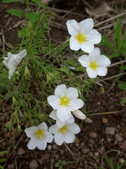 Nierembergia linariifolia