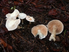 Entoloma sericellum