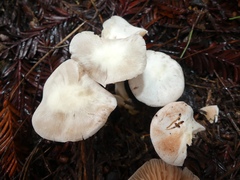 Entoloma sericellum
