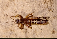 Podisma pedestris pedestris