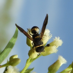 Hypalastoroides