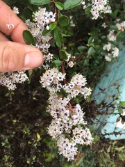 Ceanothus megacarpus