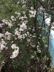 Ceanothus megacarpus
