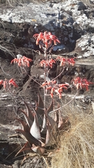 Aloe chabaudii image