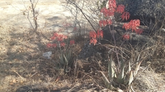 Aloe chabaudii var. chabaudii image