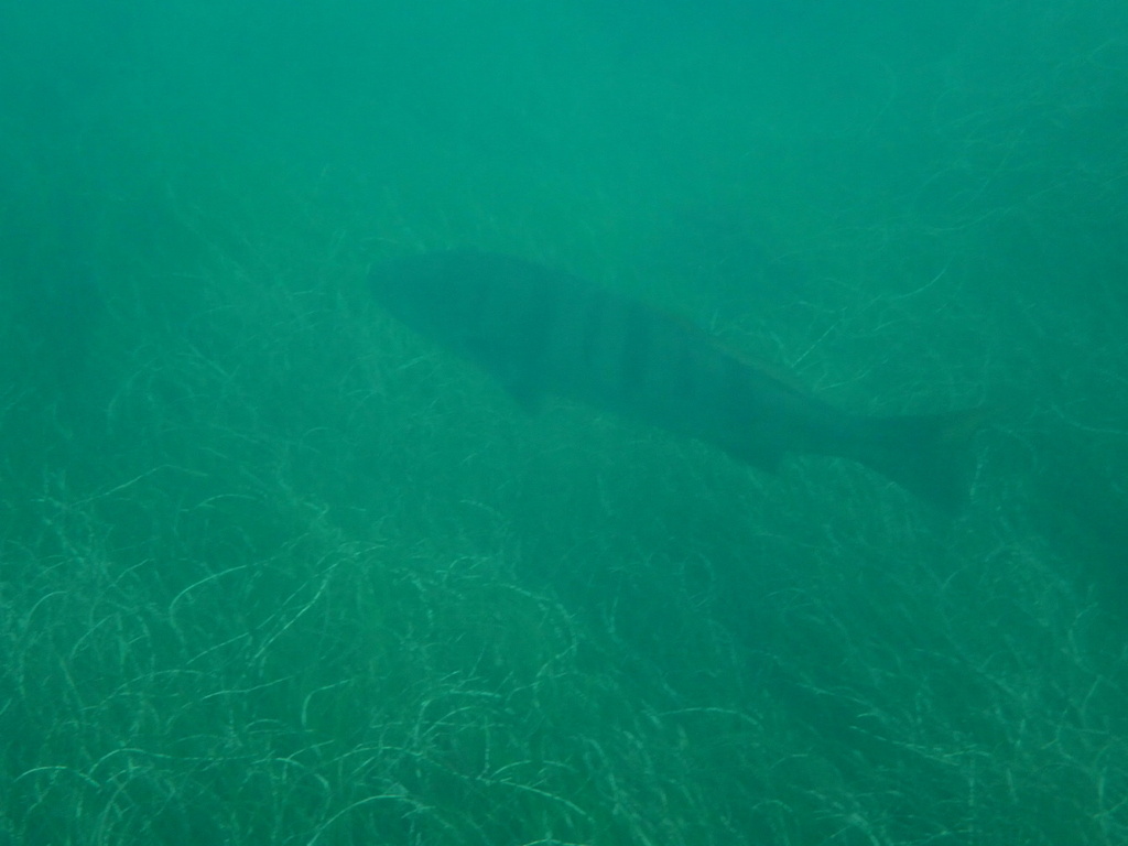 Seatrout