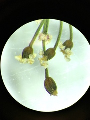 Spermolepis inermis