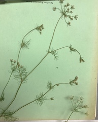 Spermolepis inermis