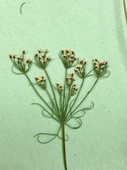 Spermolepis inermis