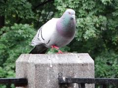 Columba livia domestica