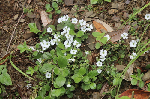 Acanthophyllum cerastioides, photograph 5