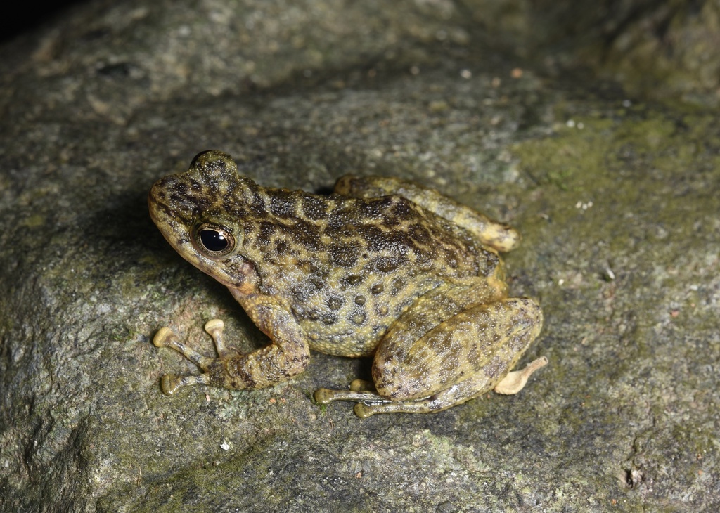 White-spined Cascade Frog in July 2023 by 桃子 · iNaturalist