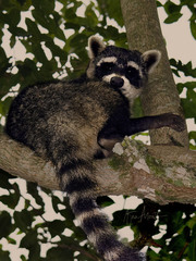 Crab-Eating Raccoon photo 2