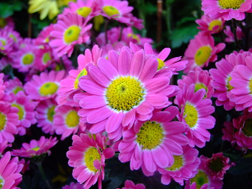 Florist's cineraria