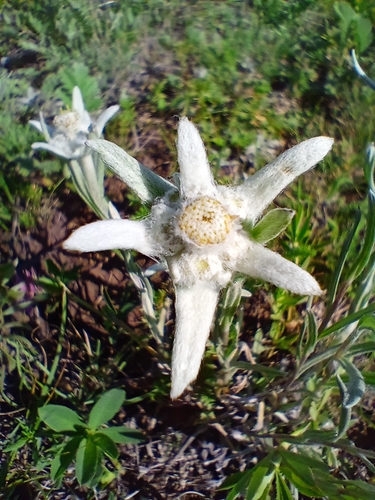 Leontopodium leontopodioides (Leontopodium leontopodioides)