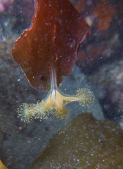 Haliclystus sanjuanensis