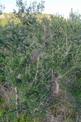 Olea europaea europaea