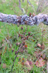 Camassia leichtlinii