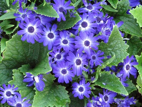 Florist's cineraria
