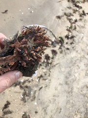 Clathria prolifera