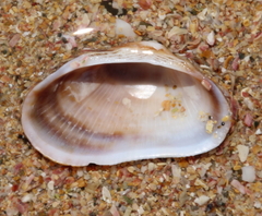 Barbatia novaezealandiae