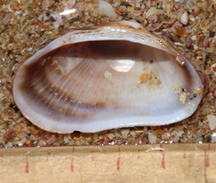 Barbatia novaezealandiae