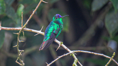 Violet-capped Hummingbird (Goldmania violiceps), photo 7