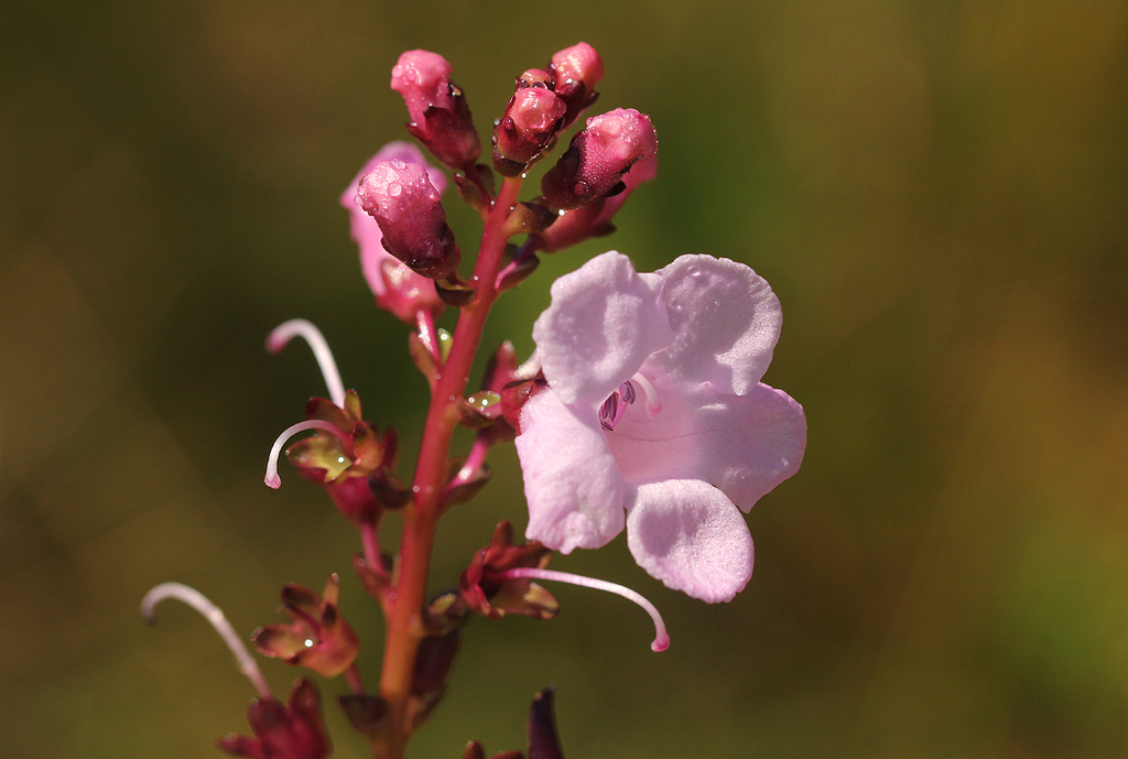 Gerardiina angolensis
