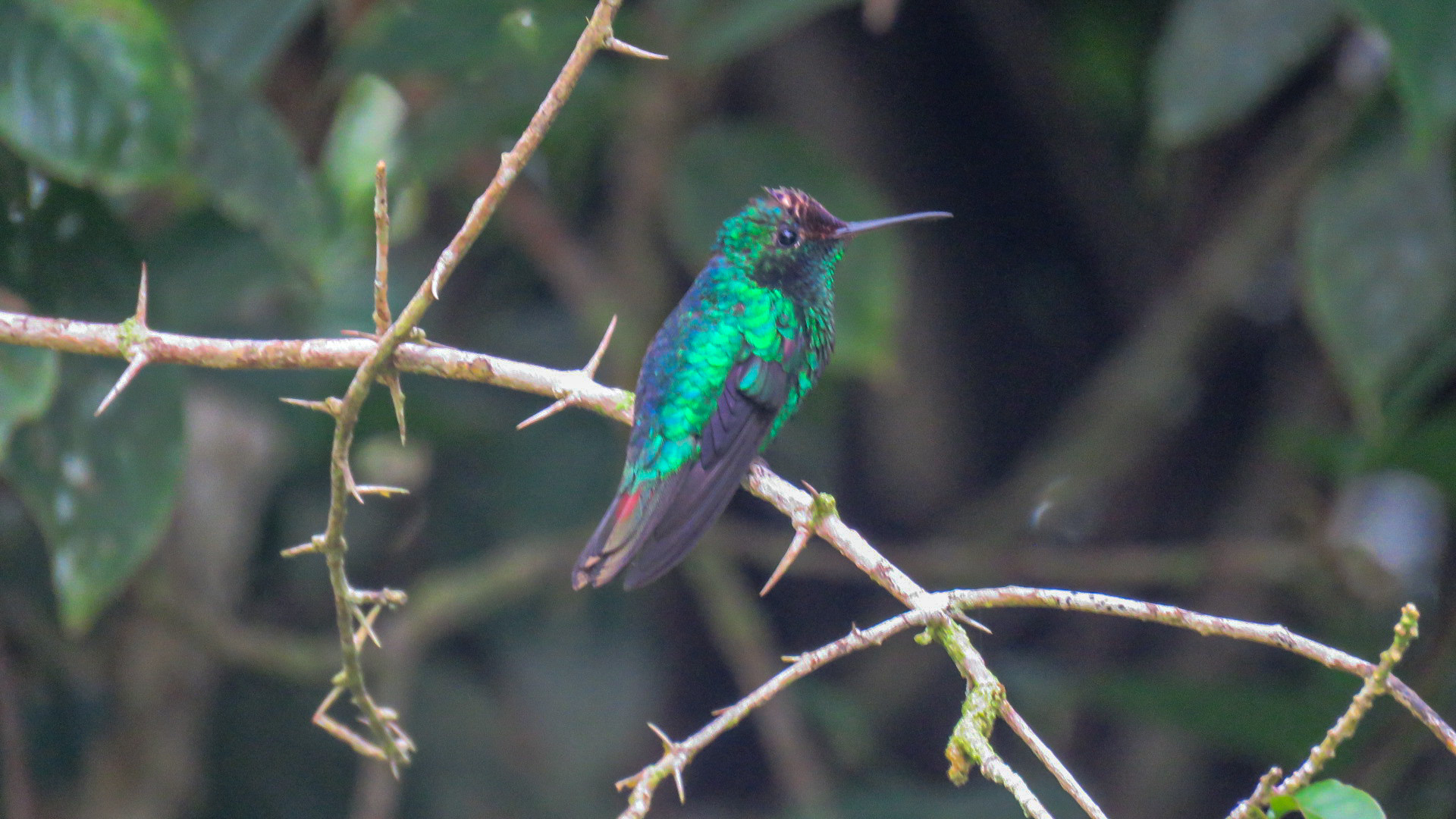 Violet-capped Hummingbird (Goldmania violiceps), photo 3