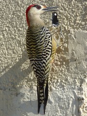 Melanerpes superciliaris