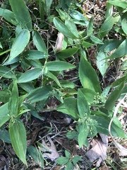 Dichanthelium latifolium