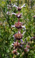 Salvia munzii