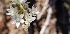 Allium marvinii