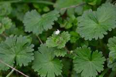 Veronica panormitana