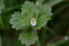 Veronica panormitana