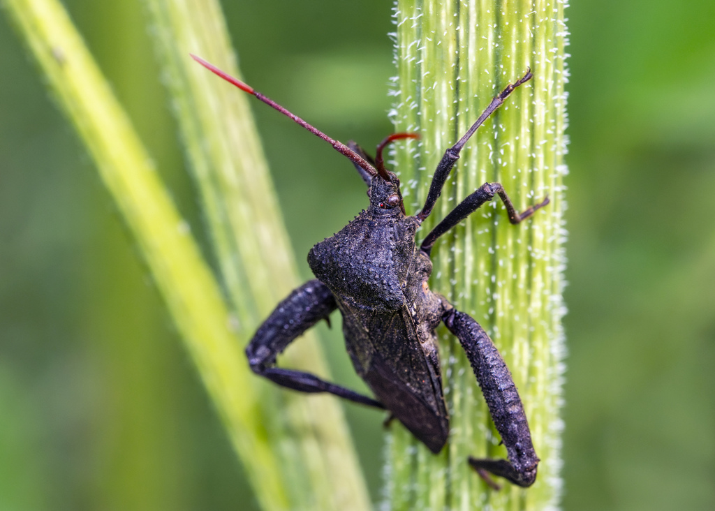 Florida Leaf-footed Bug from Shadow Creek Ranch, Pearland, TX, USA on ...