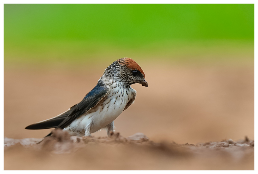 Streak-throated Swallow photo