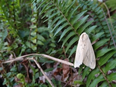 Spilarctia subtestacea