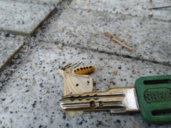 Spilarctia subtestacea