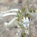 Schizanthus integrifolius - Photo (c) javichinga, some rights reserved (CC BY-NC), uploaded by javichinga