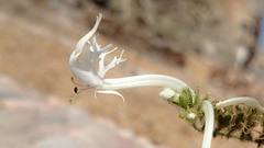 Schizanthus integrifolius