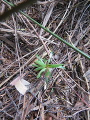 Podocarpus totara